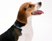 Das Artois Hound Dog Wallpaper 220x176