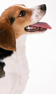 Das Artois Hound Dog Wallpaper 240x400
