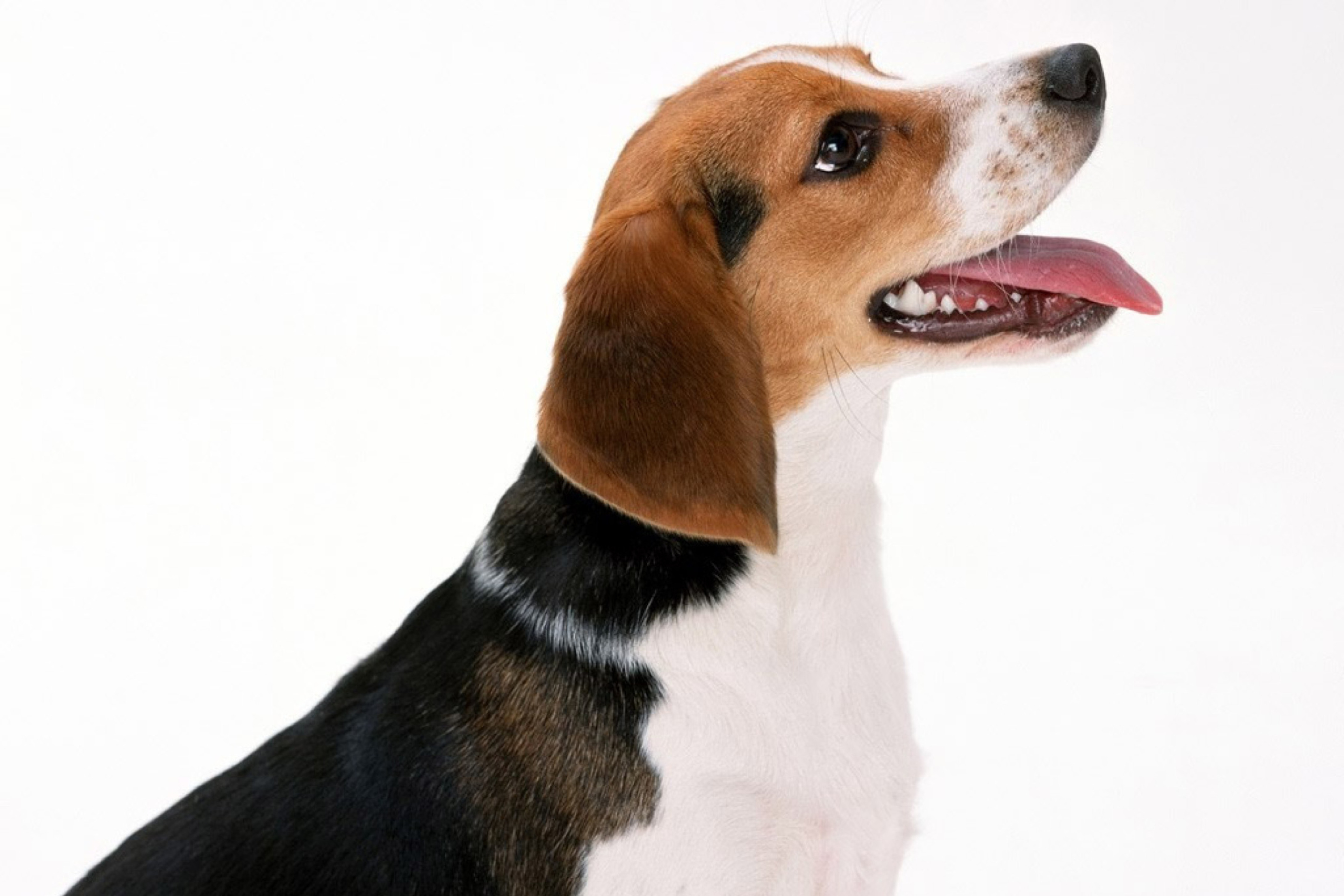 Das Artois Hound Dog Wallpaper 2880x1920