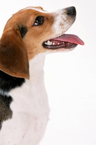 Das Artois Hound Dog Wallpaper 320x480