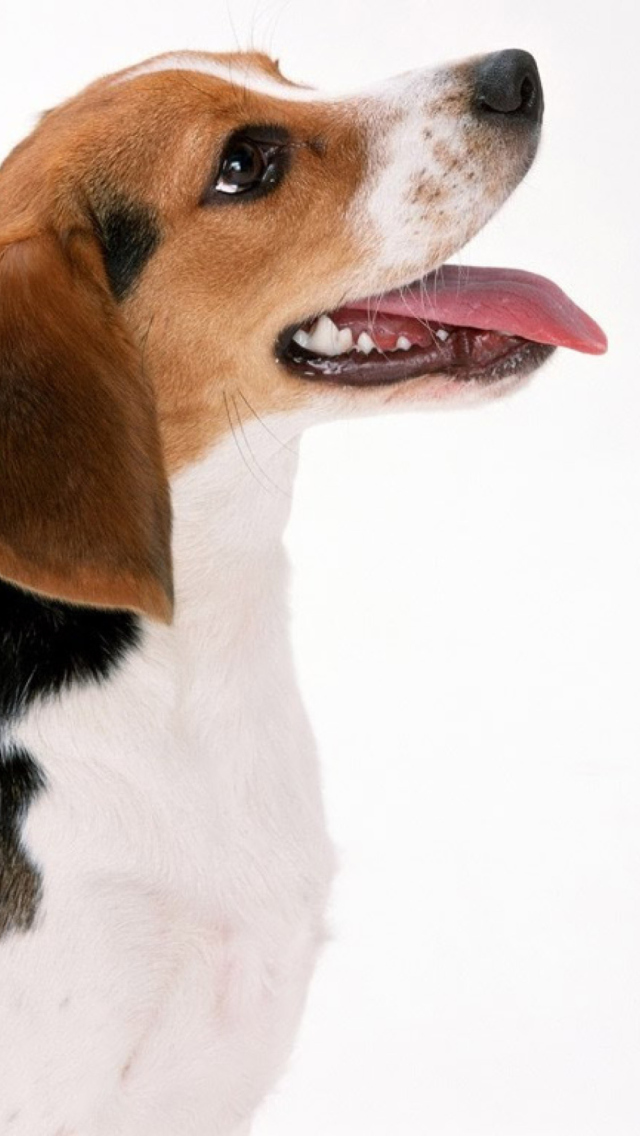 Das Artois Hound Dog Wallpaper 640x1136