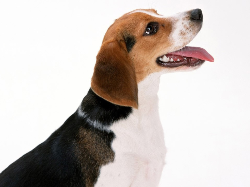 Das Artois Hound Dog Wallpaper 800x600