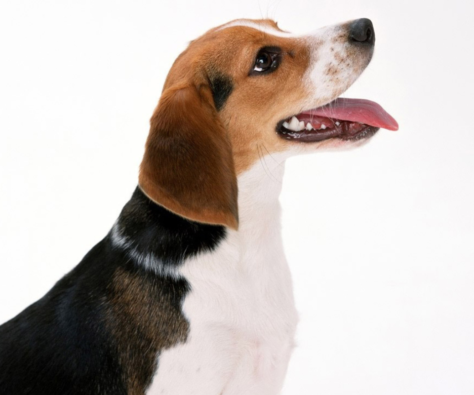 Artois Hound Dog wallpaper 960x800