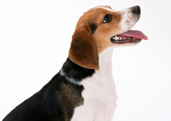 Artois Hound Dog wallpaper