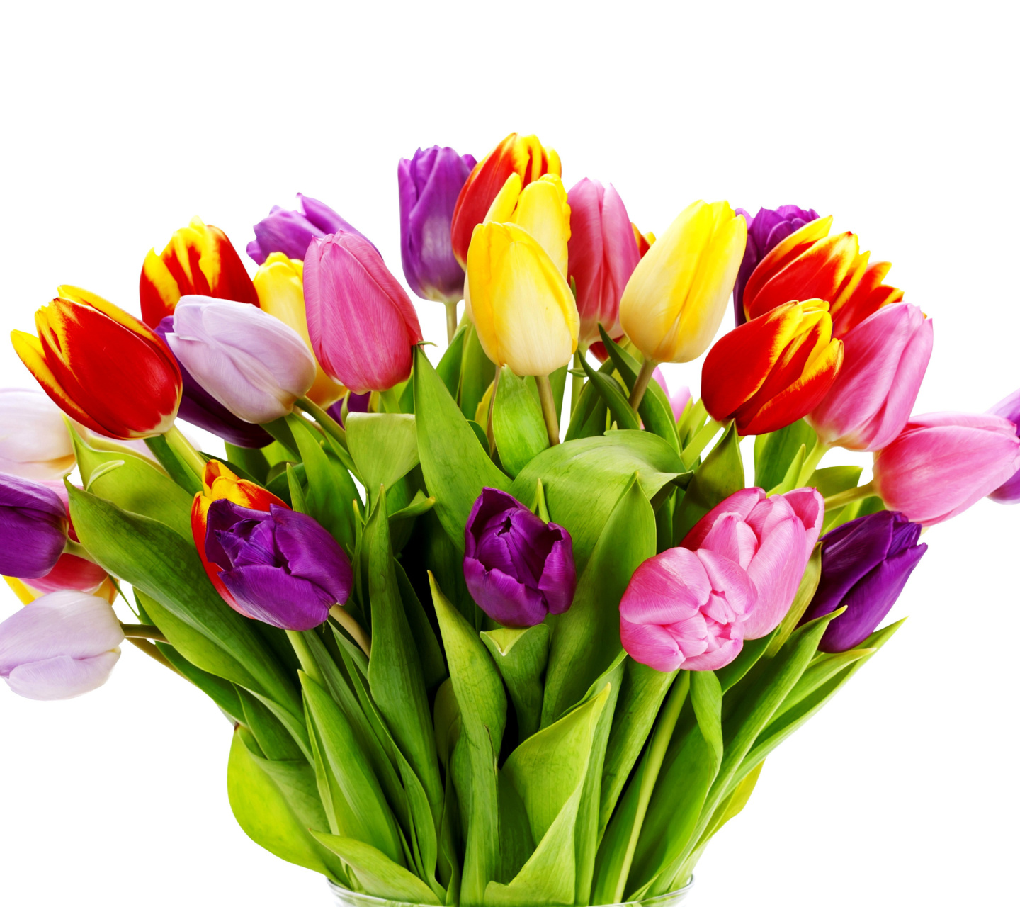 Обои Tulips Bouquet 1440x1280