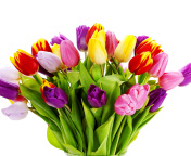Tulips Bouquet screenshot #1 176x144