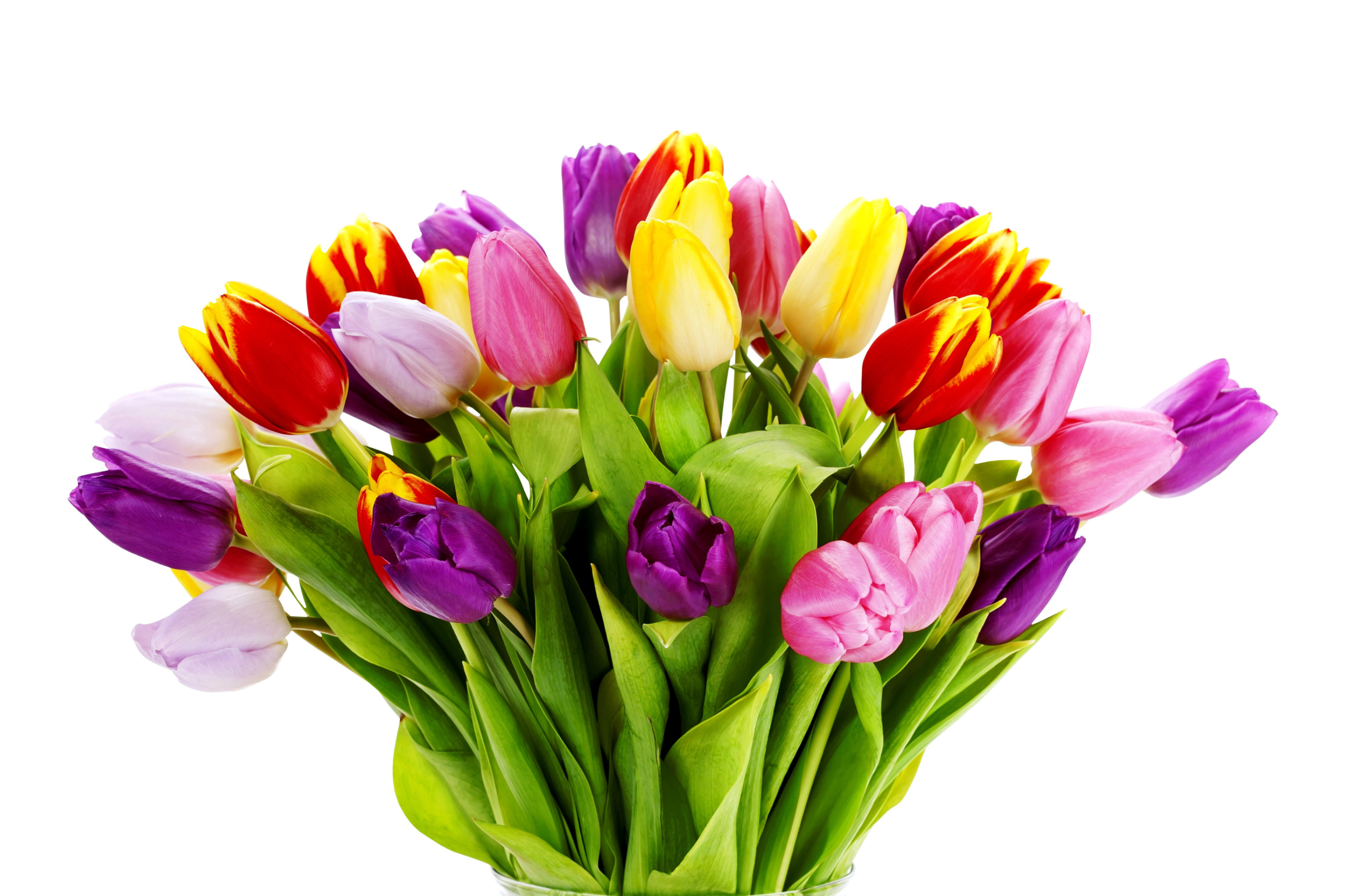 Tulips Bouquet wallpaper 2880x1920