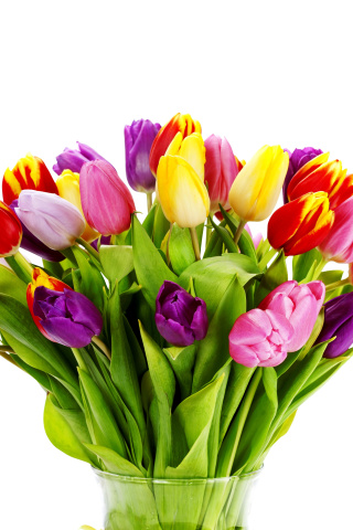 Fondo de pantalla Tulips Bouquet 320x480