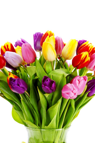 Tulips Bouquet wallpaper 320x480