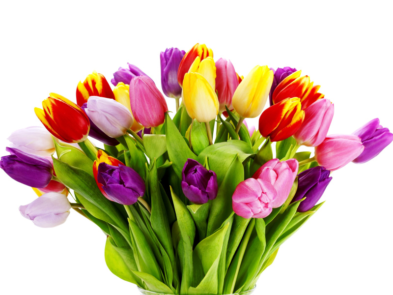 Tulips Bouquet screenshot #1 800x600