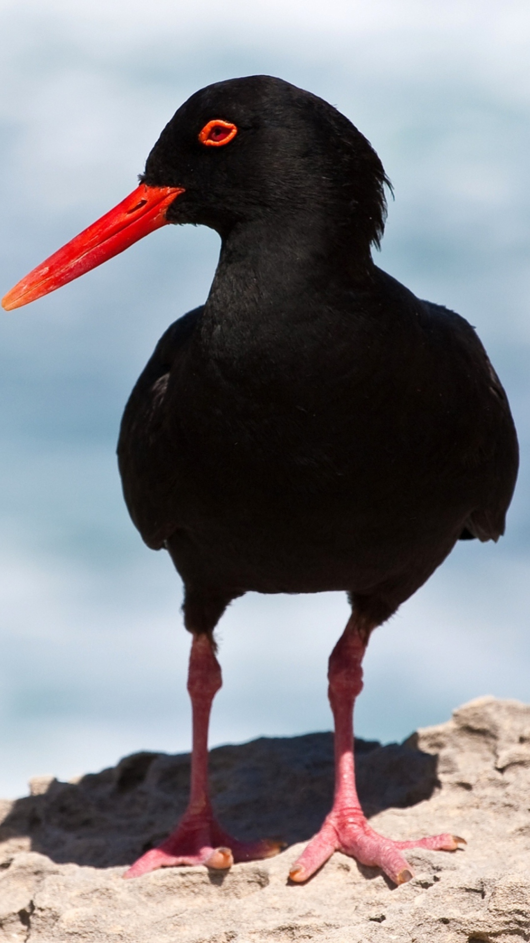 Oystercatcher wallpaper 1080x1920