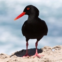 Oystercatcher wallpaper 128x128