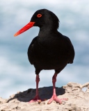 Oystercatcher wallpaper 128x160