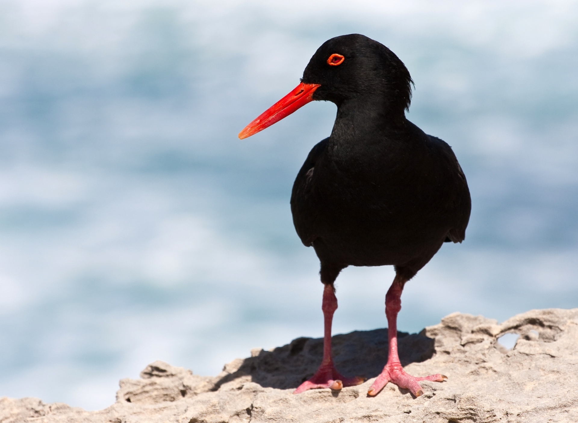 Oystercatcher wallpaper 1920x1408