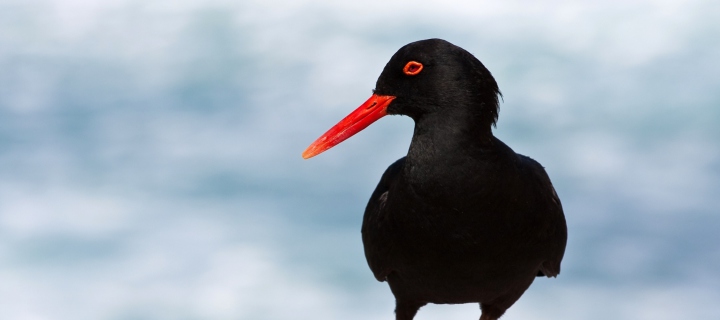 Oystercatcher wallpaper 720x320