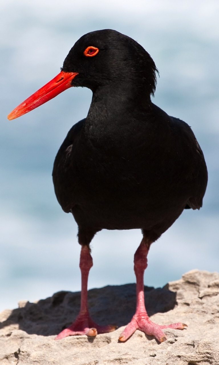 Oystercatcher wallpaper 768x1280