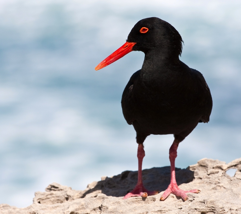 Oystercatcher wallpaper 960x854