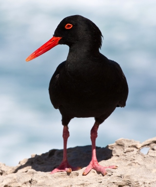 Free Oystercatcher Picture for Acer X960