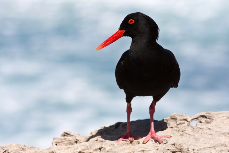 Das Oystercatcher Wallpaper