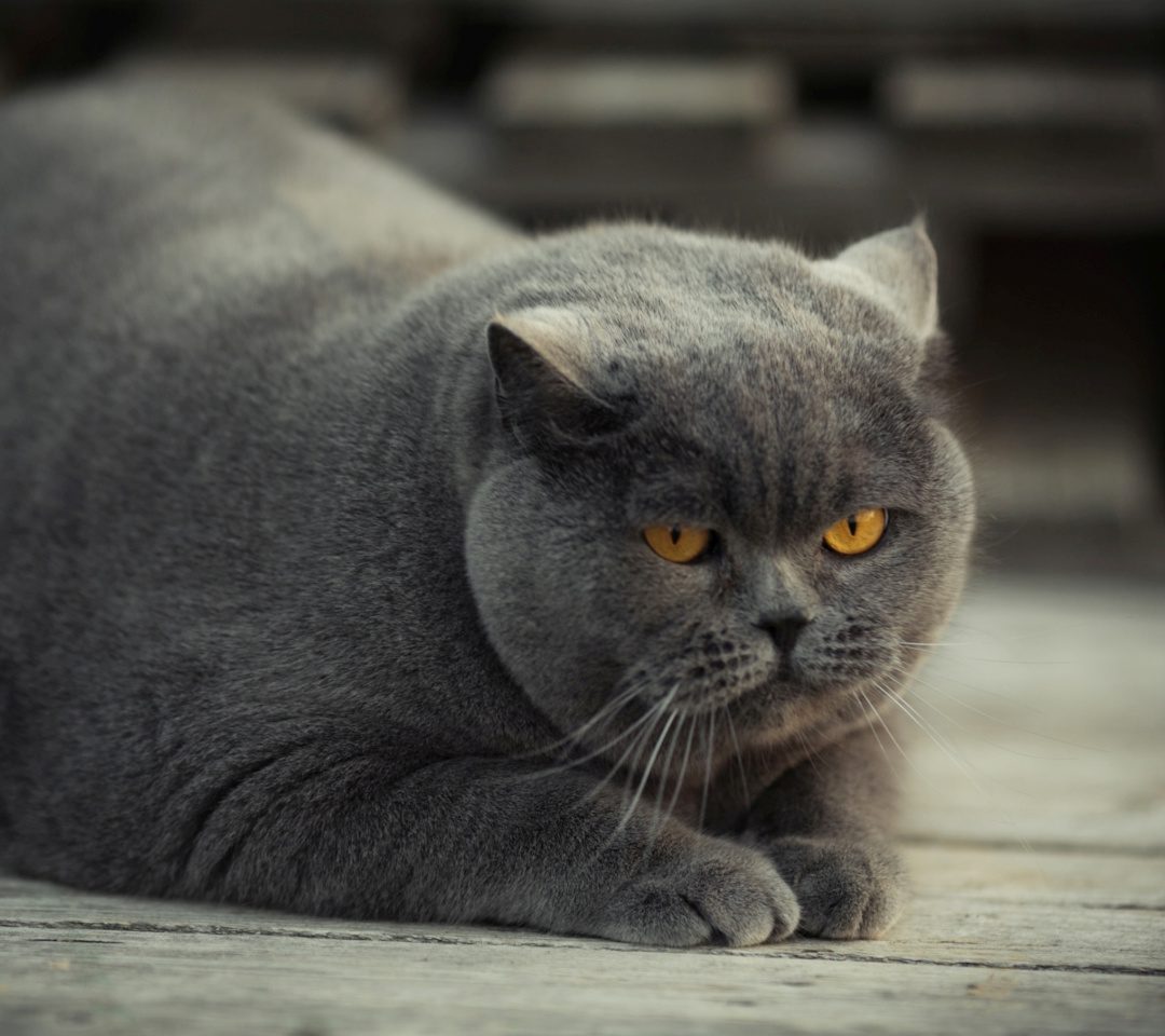 Sfondi Gray Fat Cat 1080x960