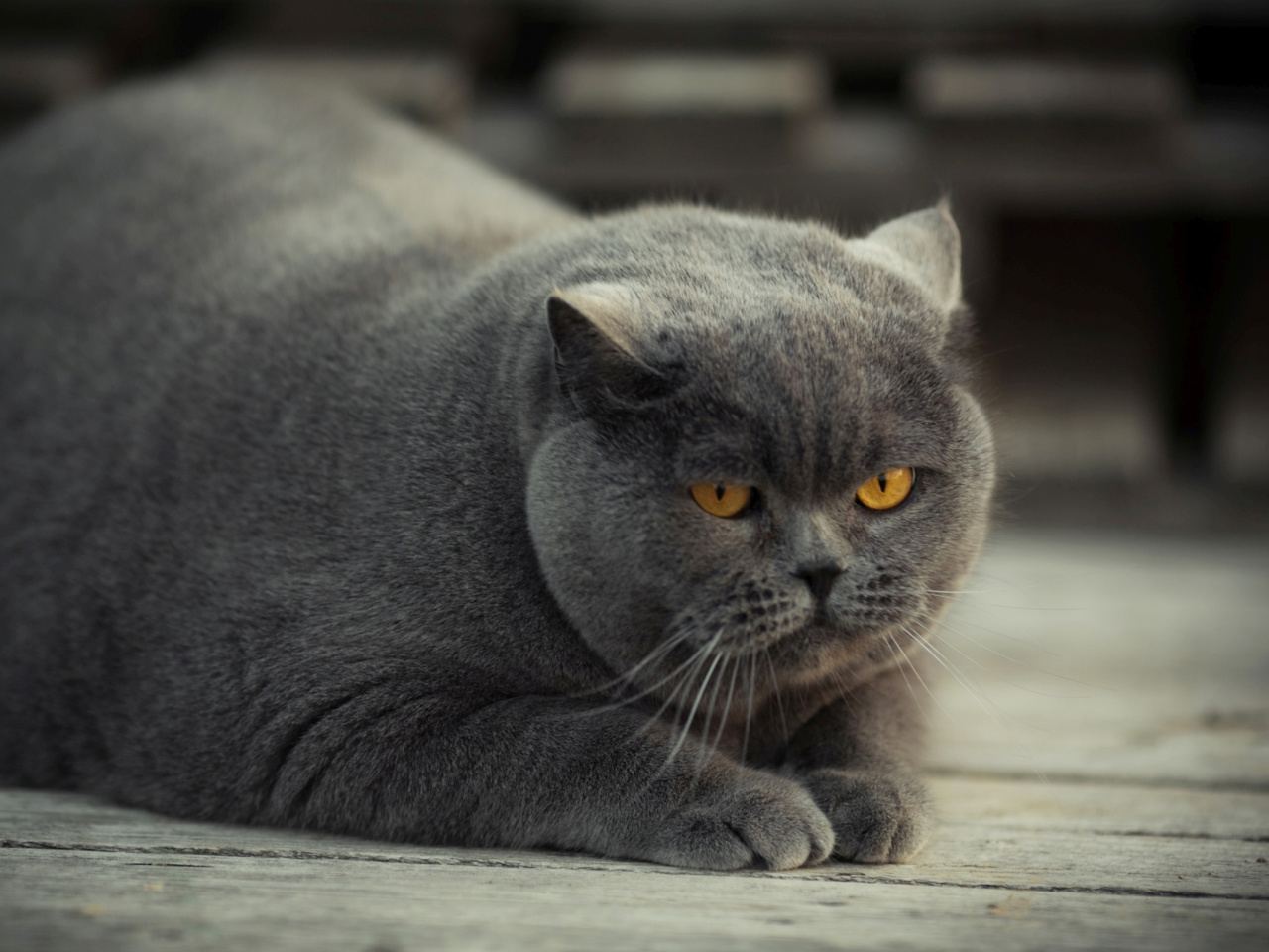 Sfondi Gray Fat Cat 1280x960