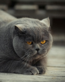 Sfondi Gray Fat Cat 128x160