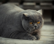 Обои Gray Fat Cat 176x144