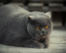 Sfondi Gray Fat Cat 220x176