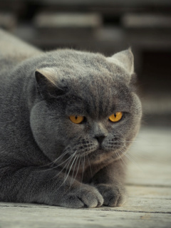 Gray Fat Cat screenshot #1 240x320