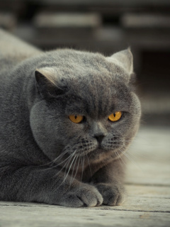 Das Gray Fat Cat Wallpaper 240x320