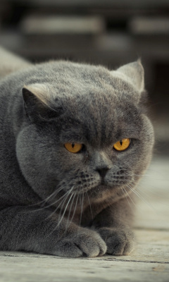 Gray Fat Cat screenshot #1 240x400