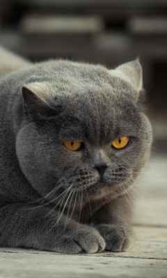 Das Gray Fat Cat Wallpaper 240x400