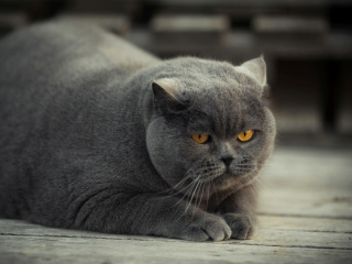 Sfondi Gray Fat Cat 320x240