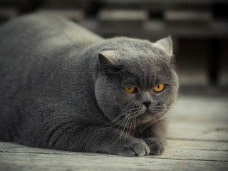 Das Gray Fat Cat Wallpaper 320x240