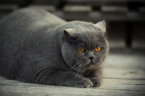 Sfondi Gray Fat Cat 480x320