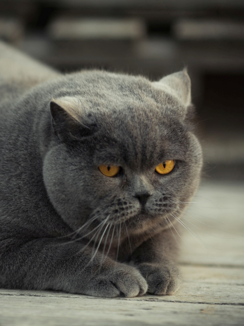 Das Gray Fat Cat Wallpaper 480x640