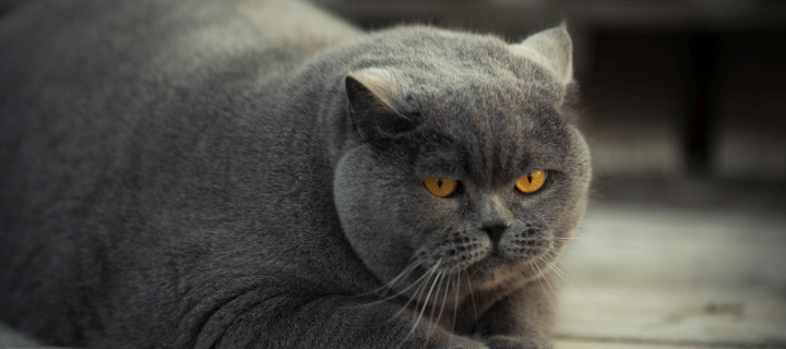 Gray Fat Cat screenshot #1 720x320