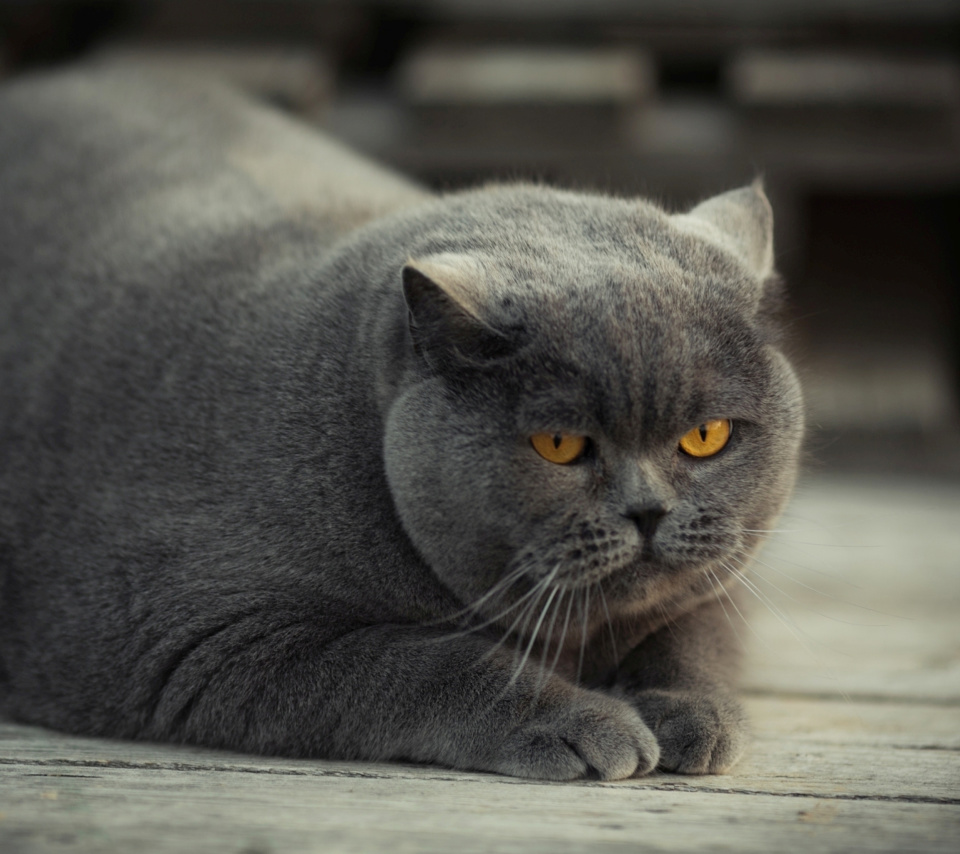 Gray Fat Cat screenshot #1 960x854