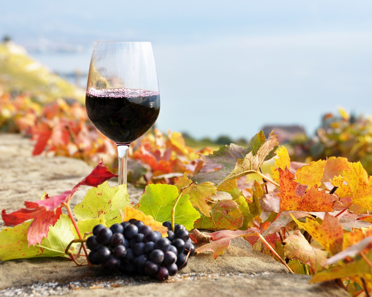 Fondo de pantalla Wine Test in Vineyards 1280x1024