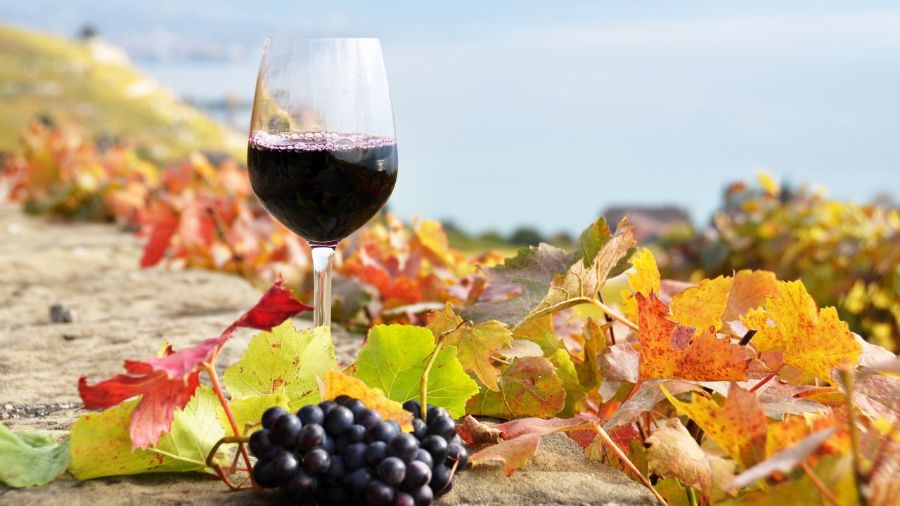 Fondo de pantalla Wine Test in Vineyards 1280x720