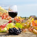 Fondo de pantalla Wine Test in Vineyards 128x128
