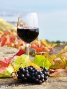 Обои Wine Test in Vineyards 132x176