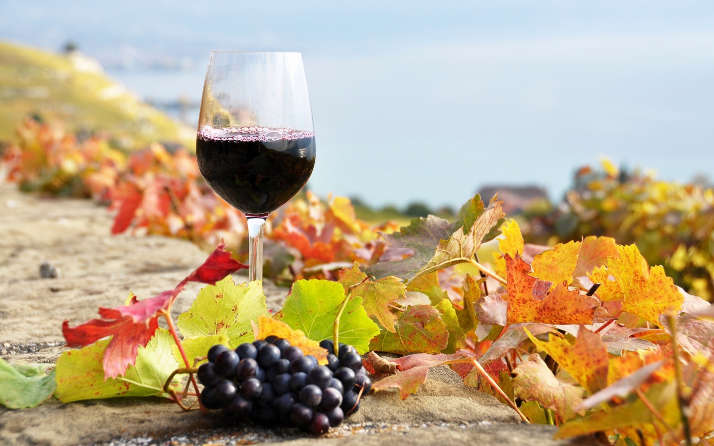 Screenshot №1 pro téma Wine Test in Vineyards 1440x900
