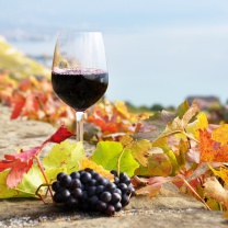 Wine Test in Vineyards wallpaper 208x208