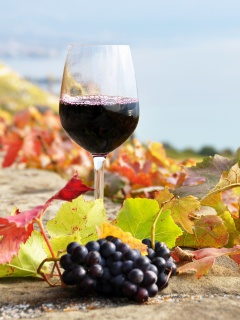 Das Wine Test in Vineyards Wallpaper 240x320