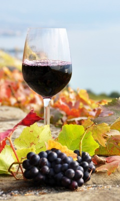 Das Wine Test in Vineyards Wallpaper 240x400