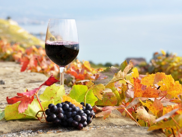 Wine Test in Vineyards wallpaper 640x480