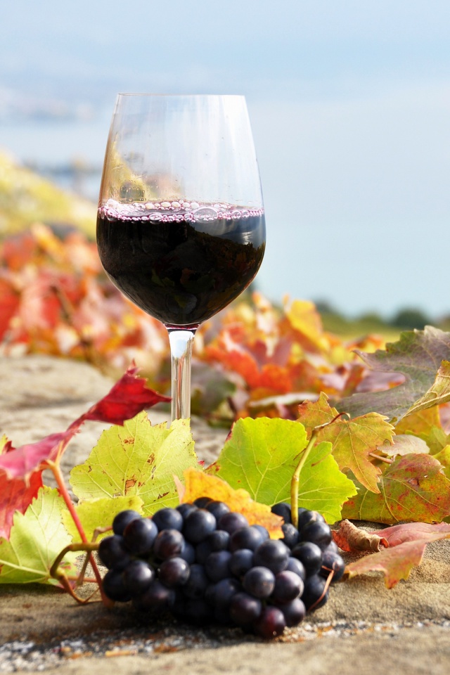 Fondo de pantalla Wine Test in Vineyards 640x960
