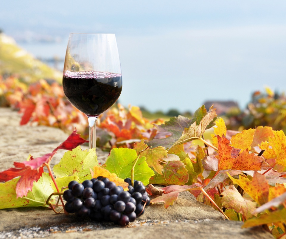 Sfondi Wine Test in Vineyards 960x800