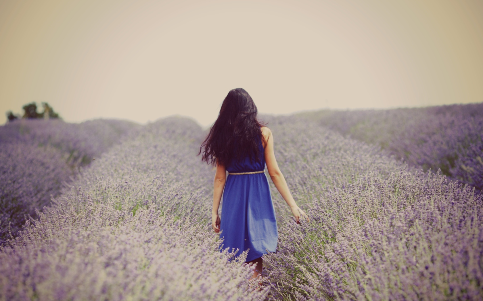 Screenshot №1 pro téma Lavender Dress Lavender Field 1680x1050